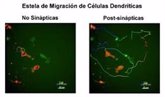 Foto: Investigadores del CNIC descubren cómo las células dendríticas mejoran su capacidad antiviral y de activación inmune