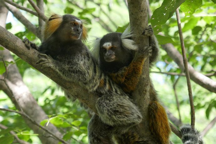 Los monos titíes no solo son observadores pasivos de interacciones con terceros, sino que también las interpretan.