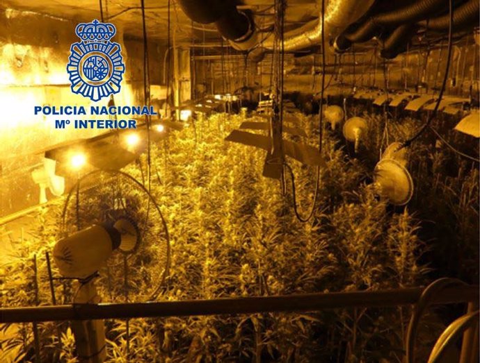 Uno de los cultivos de marihuana descubiertos en la operación policial.