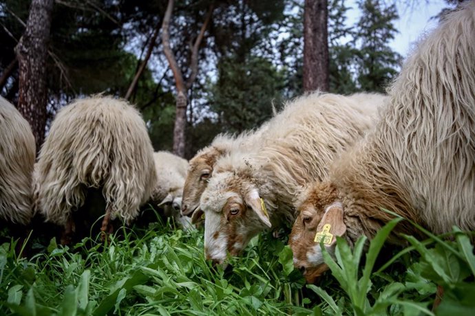 Un rebaño de ovejas pasta en Ciudad Universitaria durante su camino de vuelta  a la Casa de Campo, en Madrid (España), a 7 de diciembre de 2020. Estas ovejas forman parte del rebaño estable de Casa de Campo y este lunes finalizan su regreso a este recin