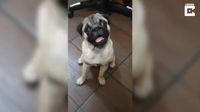 ¿1+1?: Este Pug Ha Aprendido A Sumar Y A Decir El Resultado Ladrando