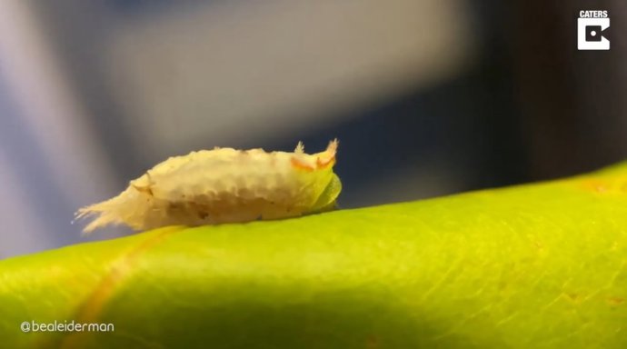 ¿Por Qué Esta Oruga Se Mueve Como Una Babosa?