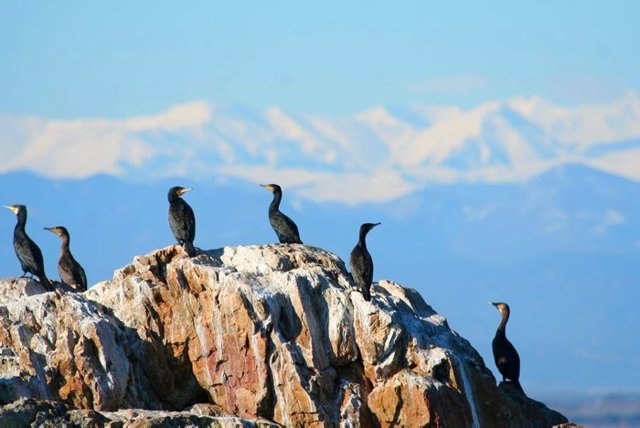 Ocells al parc natural del Cap de Creus