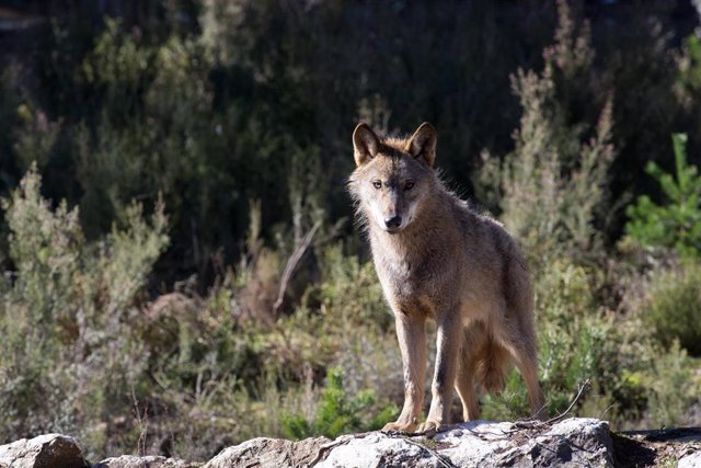 Un lobo ibérico del Centro del Lobo Ibérico en localidad de Robledo de Sanabria, en plena Sierra de la Culebra.