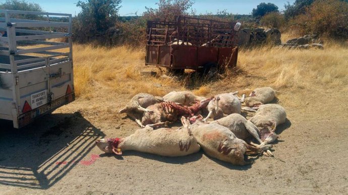 La Unión de Pequeños Agricultores y Ganaderos (UPA) denuncia el ataque de lobos a la ganadería