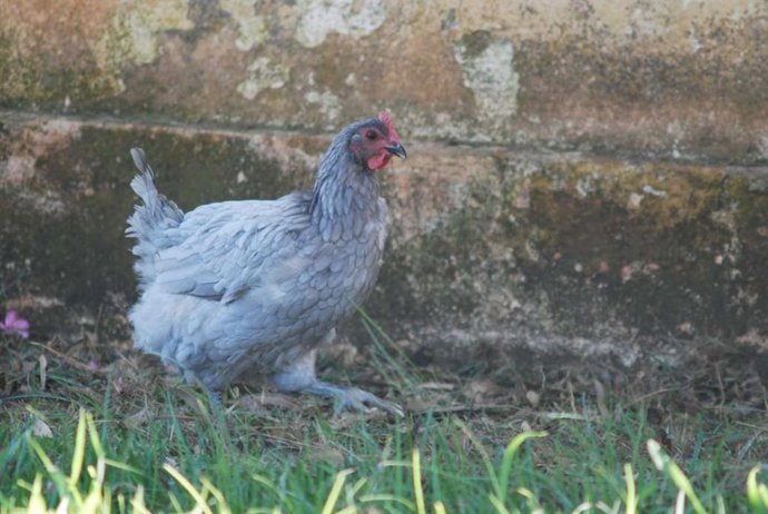 Gallina extremeña azul