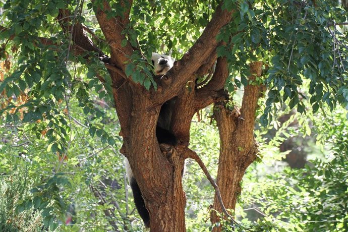 Np Zoo Madrid Apertura Y Concienciación De Especies En Tiempos De Pandemia