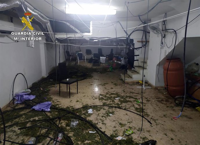 Imagen del cultivo clandestino de cannabis intervenido