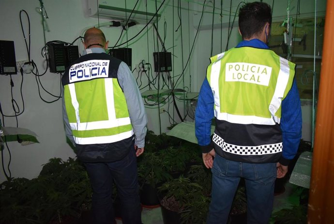 La Policía Nacional Y La Policía Local De Lorca Desmantelan Un Cultivo Indoor De Marihuana Con 121 Plantas