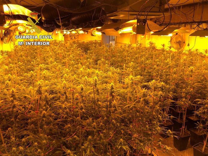Desmantelada en Illana una plantación de marihuana 'indoor' con más de 1.600 plantas.
