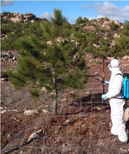 Sanidad Forestal actúa contra la procesionaria del pino en 34 espacios de uso público de Mallorca y Menorca.