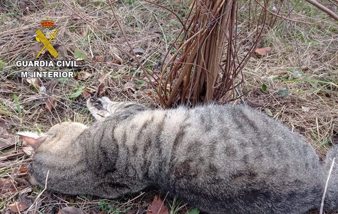 Gato atrapado en las trampas de Tarragona