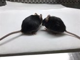 Foto: Una vacuna induce potentes respuestas inmuntarias contra el COVID-19 en ratones