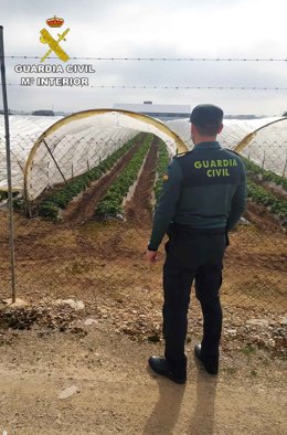 La Guardia Civil investiga robos de fresas en explotaciones agrícolas de Sa Pobla.