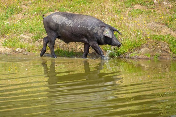Un cerdo de raza ibérica pura en el lago de la Finca Morianillo de la empresa Jierrito Alto en Jerez de los Caballeros/ Badajóz /Extremadura (España).