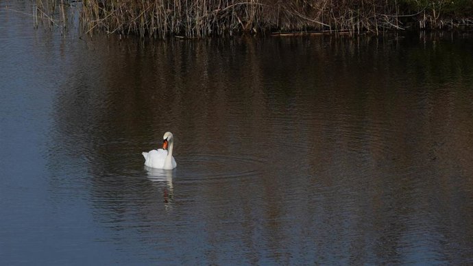 Un cisne en la Albufera de Mallorca.