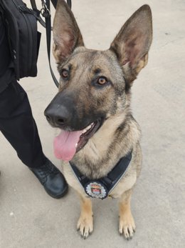 'Megan', Primer Miembro De La Unidad Canina K9