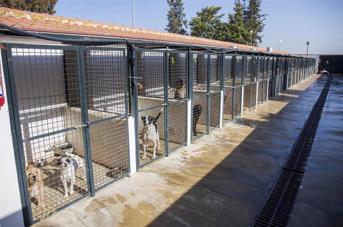 Huelva.- Más de 100 perros adoptados en el primer semestre con la colaboración del Ayuntamiento con la asociación Hada