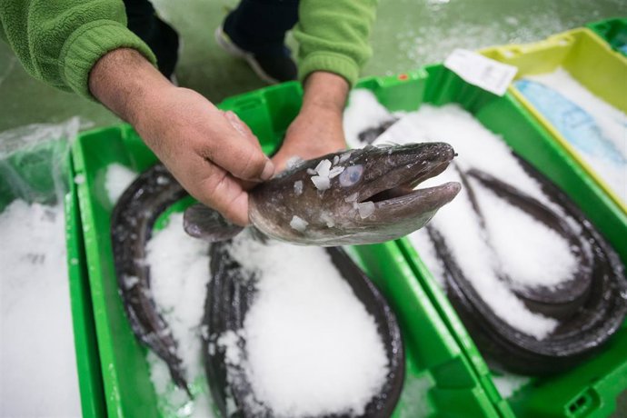 Un pescador jubilado y patrón del Costa de África muestra un congrio de más de 14 kilos antes de vender el género en la Lonja de Burela, Lugo, Galicia (España), a 18 de diciembre de 2020. El pasado 30 de noviembre comenzó la campaña extractiva de la cen