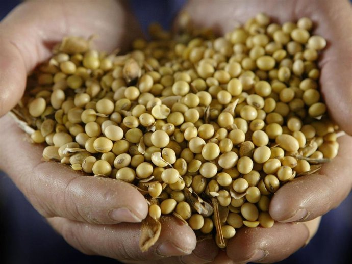 John Handy displays a handful of GMO (genetically modified organism) Roundup Ready soybeans brought in by a farmer to the Demeter grain elevator October 9, 2003 in South Beloit, Illinois.