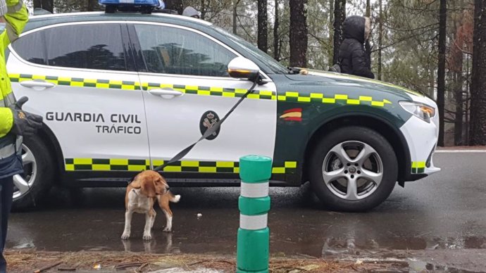 Buscan al dueño de un perro extraviado en la cumbre de Gran Canaria