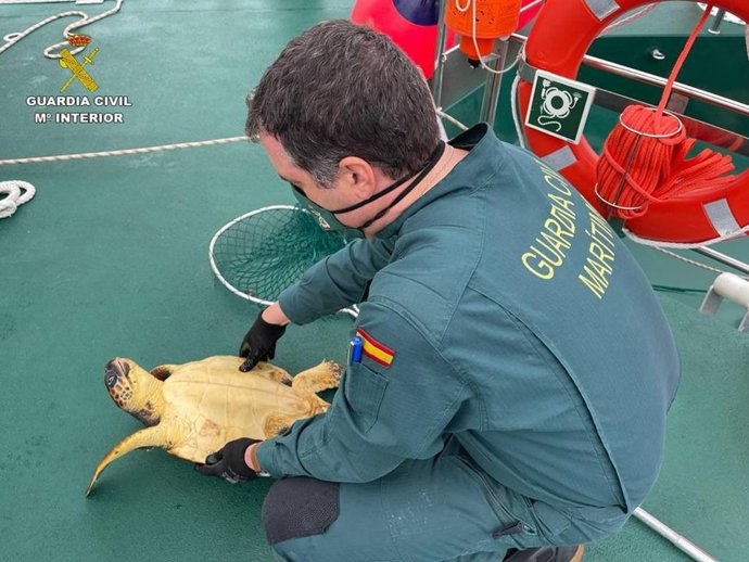 La Guardia Civil rescata un ejemplar de Tortuga Boba en el Pilar de la Horadada