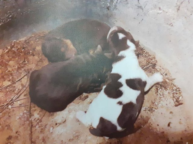 Imagen de los tres perritos rescatados