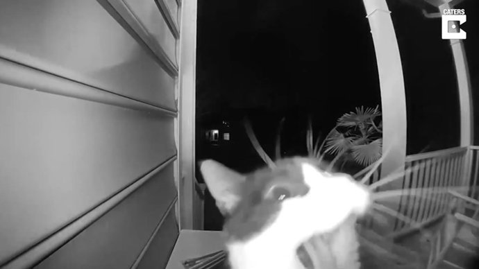 ¡Ding Dong!: Este Gato Utiliza El Timbre De Una Casa Para Que Su Dueña Le Abra La Puerta