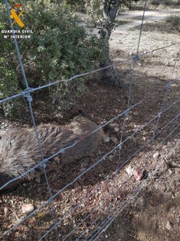 Uno de los jabalíes abatidos por el furtivo investigado por la Guardia Civil de Segovia.