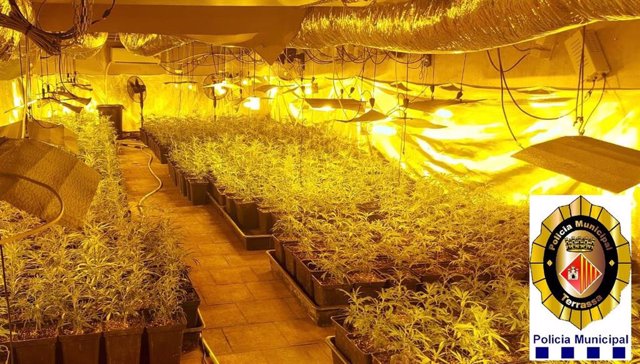 1.000 plantes de marihuana en un domicili de Terrassa (Barcelona)