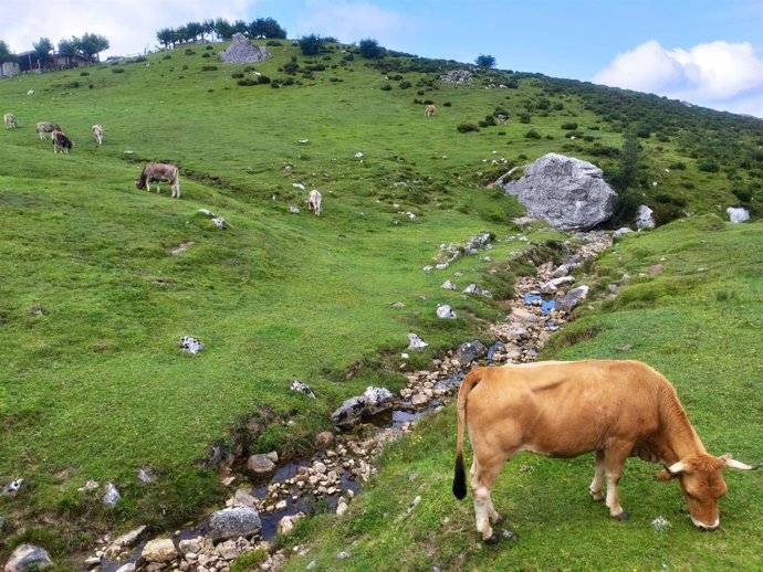 Vacas de la raza asturiana de los valles pastando en el entorno de los Lagos de Covadonga.