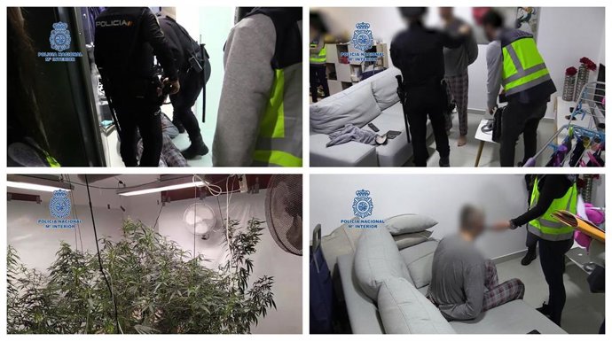 Imágenes de la detención del individuo y de la plantación incautada