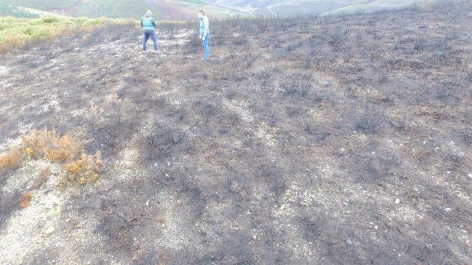Investigado un vecino de A Gudiña (Ourense) por cinco incendios forestales intencionados.
