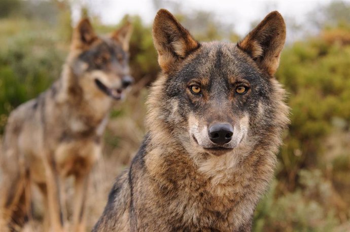 Amigos de la Tierra clama que el lobo no es responsable de la despoblación del medio rural  