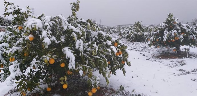 Campo de naranjos nevado en Vallada