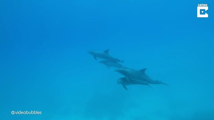 Así duerme una manada de delfines mulares en la profundidad del océano