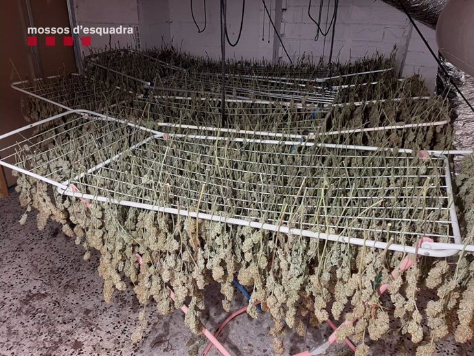 Desmantellen 1.400 plantes de marihuana a dos immobles de Cobera de Llobregat i Vallirana (Barcelona)