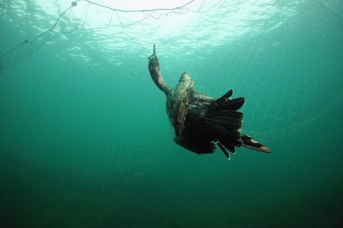 Un cormorán moñudo enmallado en un trasmallo.