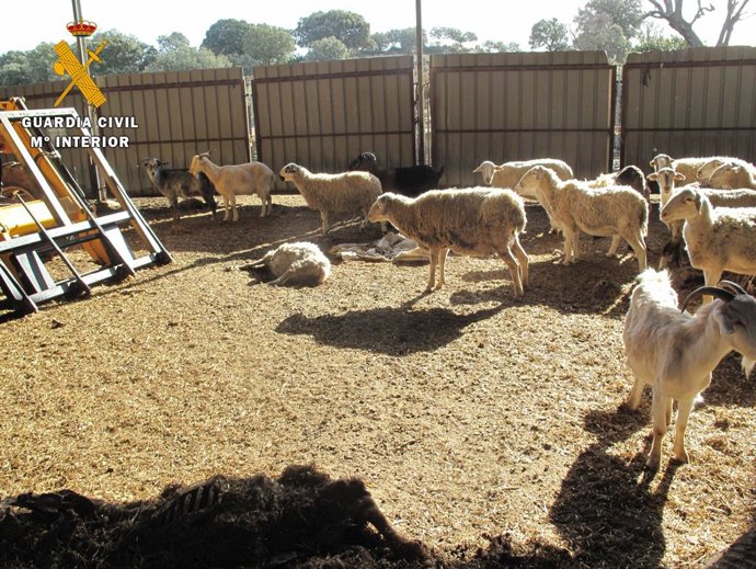 Investigado por maltrato animal al localizarse en una granja de su propiedad 43 cadáveres de ovejas y cabras.