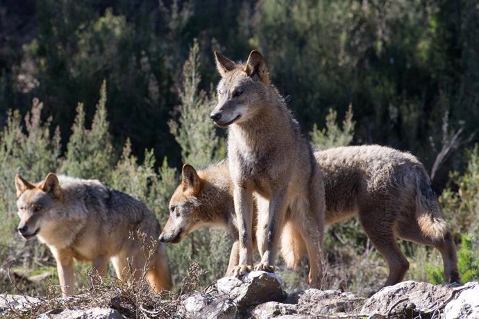 Varios lobos ibéricos del Centro del Lobo Ibérico en localidad de Robledo de Sanabria, en plena Sierra de la Culebra (lugar de mayor concentración de este cánido en el Sur de Europa). 