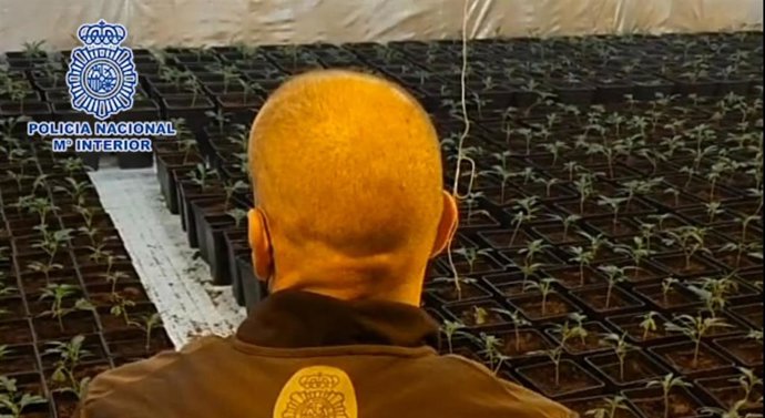 Desmantelada una plantación indoor de marihuana en un restaurante dedicado a bodas y banquetes en Mejorada del Campo