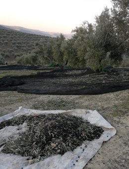 Recolección de la aceituna en un olivar de la provincia de Jaén.
