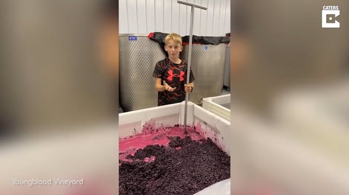 Conoce a Wyatt Youngblood, de 12 años, un premiado productor de vino que colabora en la bodega de su familia