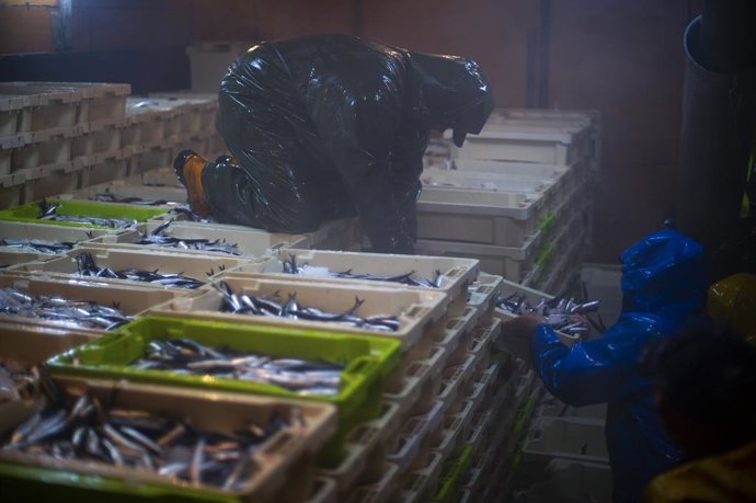 La captura de los peces no se toca con las manos en ningún momento del proceso. De la red se subcciona por un aspirador gigante para luego por otro conducto pasar a la bodega que lo deposita con la guia de los marineros en las cajas finales. Imagen de l