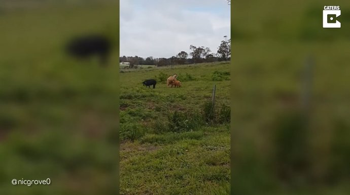 Un perro y un canguro pelean mientras una cabra trata de montar a dos cerdos en una granja de Australia