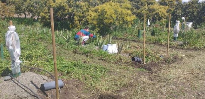Visita de agricultores a una explotación de Vélez-Málaga dentro del programa piloto del MAPA