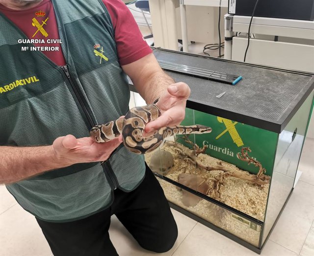 Serpiente hallada en Borriana