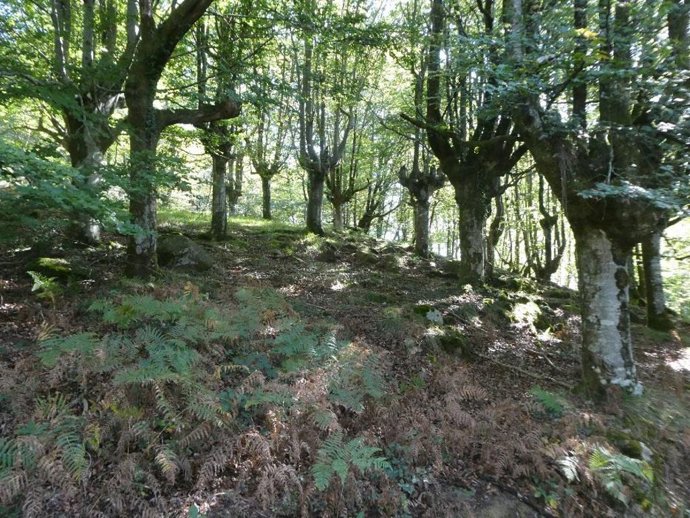Bosque  en Berriz, en Bizkaia.