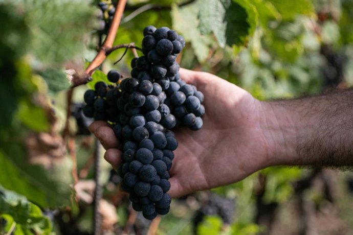 Un trabajador de la Bodega Txabarri recoge uvas durante la vendimia  