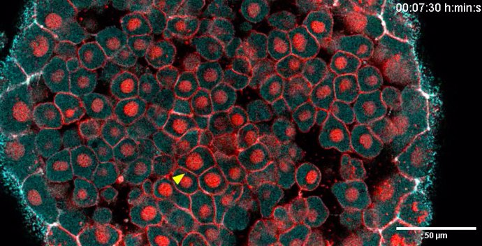 Un error endógeno en la división celular en el embrión vivo del pez cebra